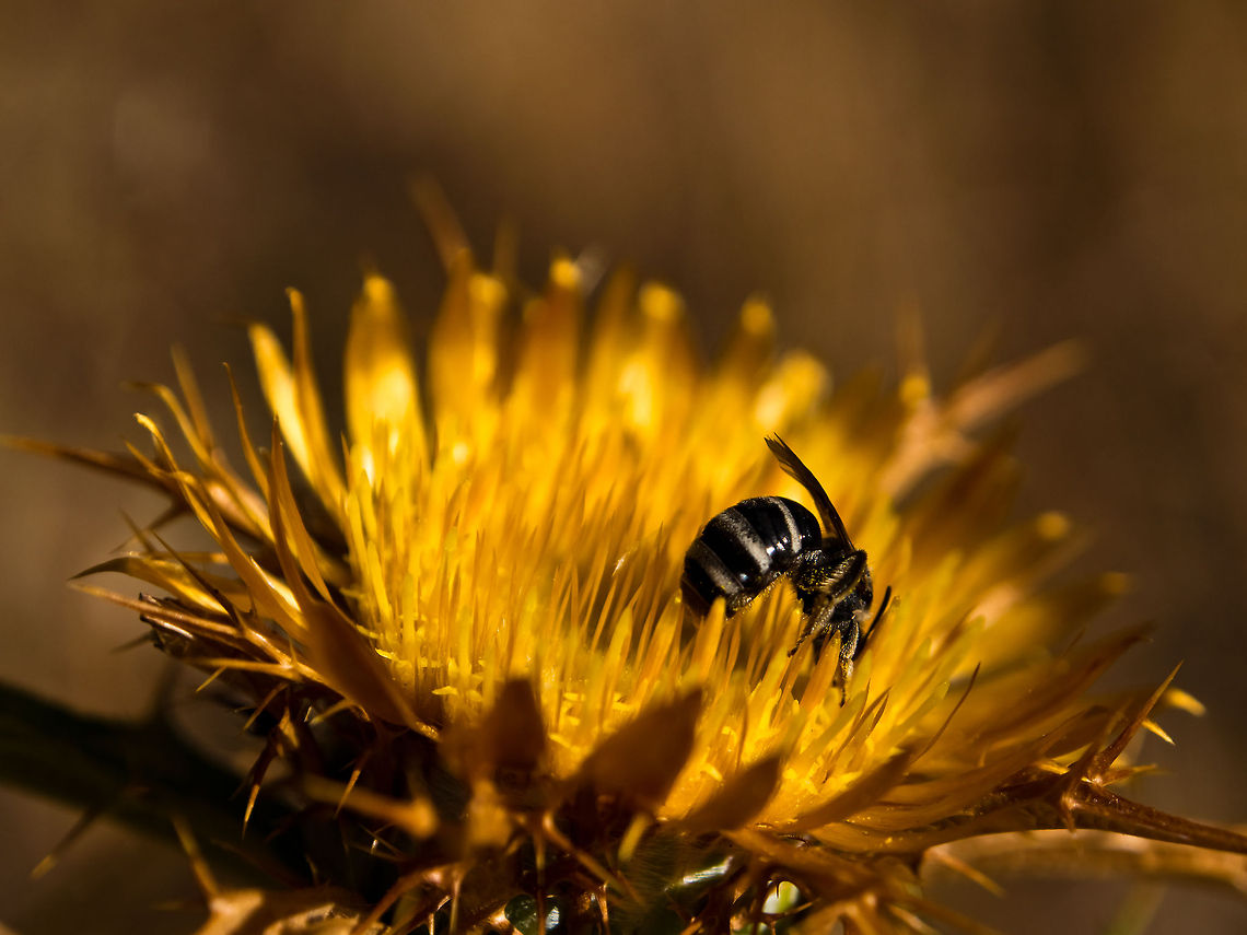 Sweet bee - Halictus rubicundus female Sweet bee - Halictus rubicundus female Geotagged,Halictus rubicundus,Portugal
