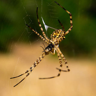 Wrapping the Meal Spider is wrapping a fresh captured prey Geotagged,Portugal,Spider