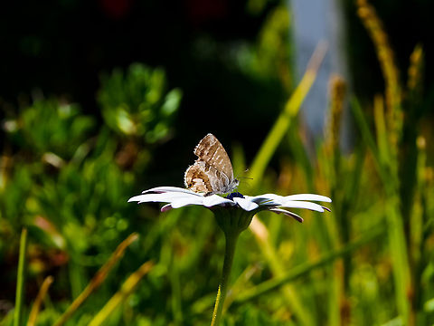 Sniffing the Purple Small butterfly sniffing the polen Butterfly,Cacyreus marshalli,Geotagged,Geranium Bronze,Portugal
