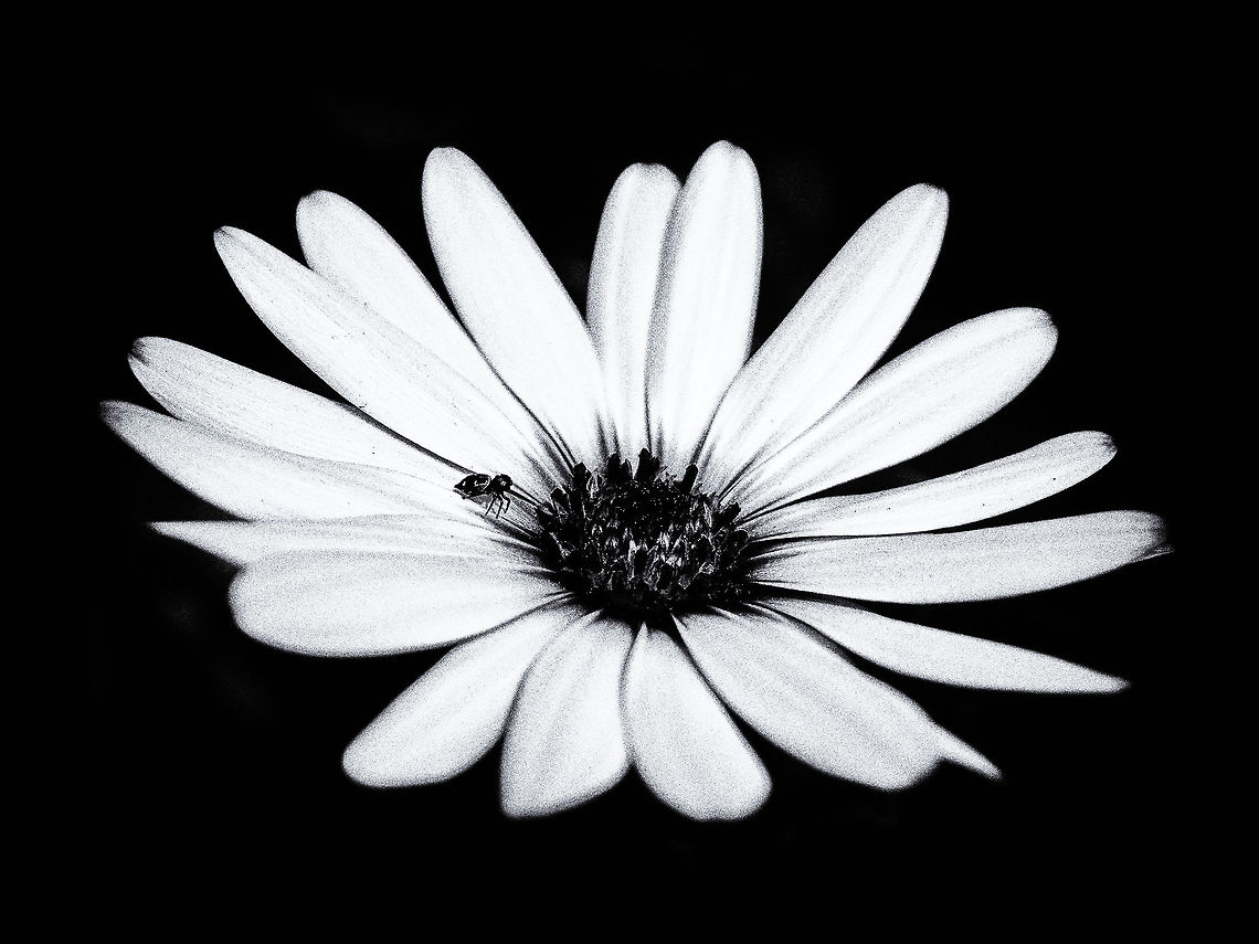 Spider over Daisy Tiny Spider over daisy Geotagged,Portugal,Spider