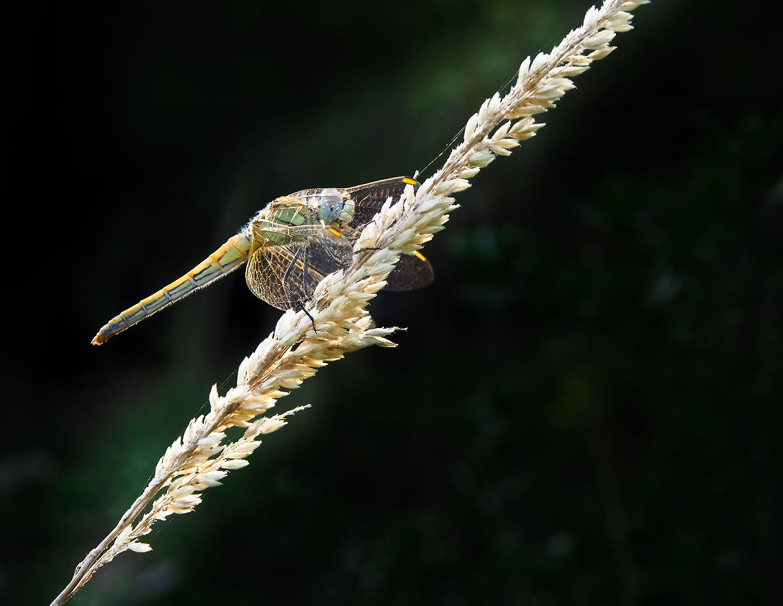 Dragonfly Dragonfly Dragonfly,Geotagged,Portugal,Sympetrum fonscolombii,red-veined darter