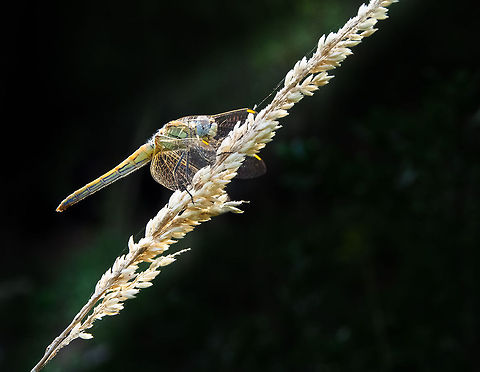 Dragonfly Dragonfly Dragonfly,Geotagged,Portugal,Sympetrum fonscolombii,red-veined darter