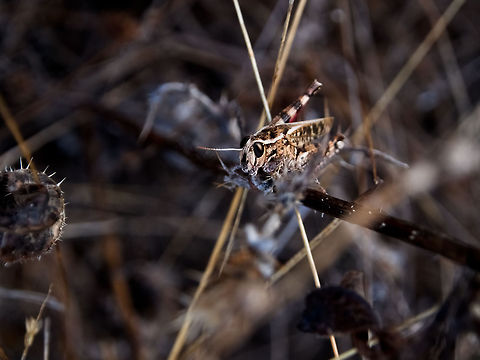 Grasshopper Grasshopper Geotagged,Grasshopper,Portugal