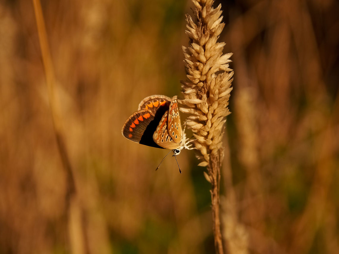 Upside Down Butterfly Aricia agestis,Brown Argus,Butterfly,Geotagged,Portugal