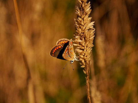 Upside Down Butterfly Aricia agestis,Brown Argus,Butterfly,Geotagged,Portugal