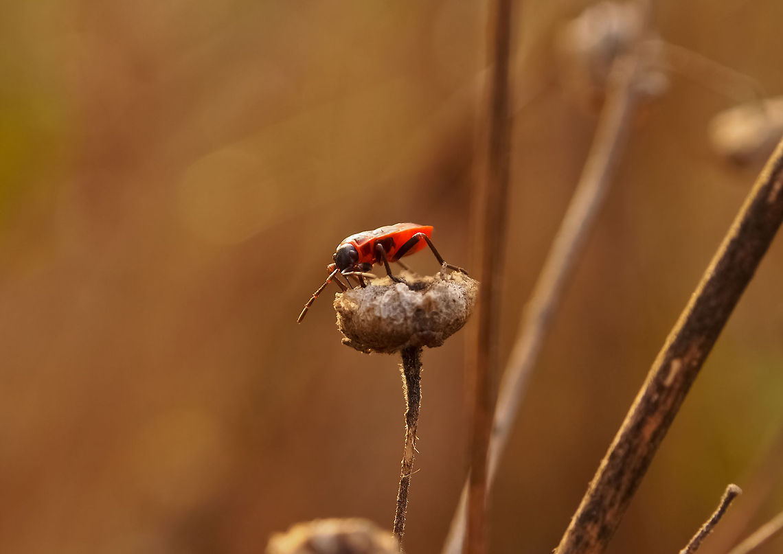 Red Bug Firebug - Pyrrhocoris apterus Firebug,Geotagged,Portugal,Pyrrhocoris apterus