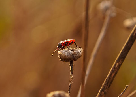 Red Bug Firebug - Pyrrhocoris apterus Firebug,Geotagged,Portugal,Pyrrhocoris apterus
