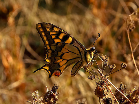 Butterfly Eastern Tiger Swallowtail (Papilio glaucus) - Female Geotagged,Old World swallowtail,Papilio machaon,Portugal,Swallowtail