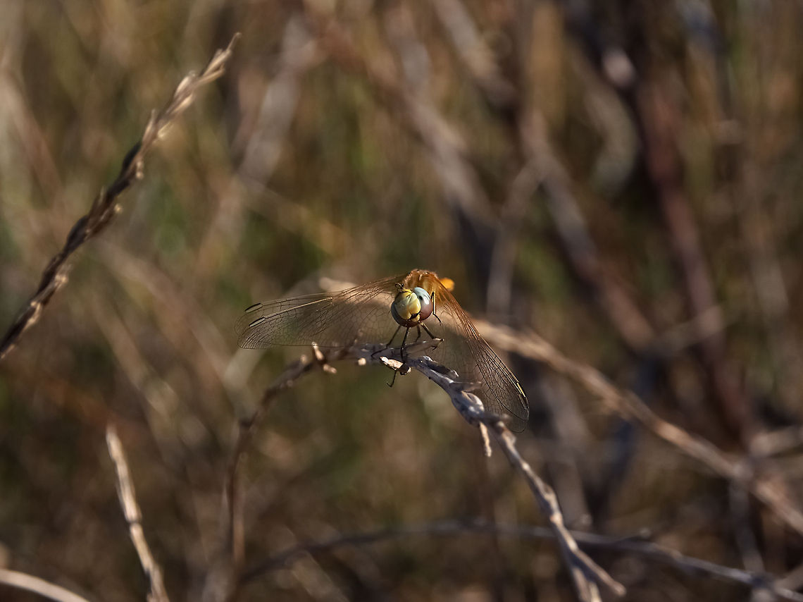 Scratching his head Dragonfly scratching his head<br />
<br />
Red-veined darter female Dragonfly,Geotagged,Portugal,Red-veined darter,Sympetrum fonscolombii