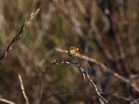 Scratching his head Dragonfly scratching his head

Red-veined darter female Dragonfly,Geotagged,Portugal,Red-veined darter,Sympetrum fonscolombii