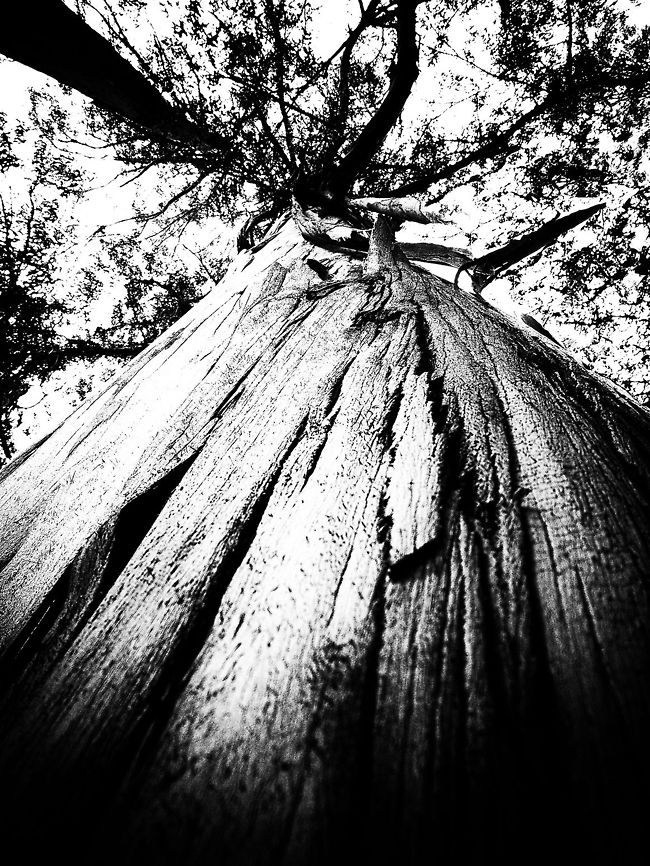 Textures Eucalyptus Eucalyptus,Geotagged,Portugal