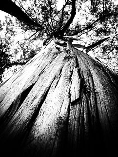 Textures Eucalyptus Eucalyptus,Geotagged,Portugal