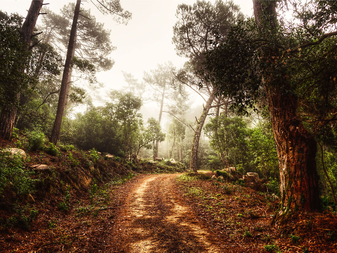 The Road Taken on Lagoa Azul on Penha Longa, Sintra Fog,Geotagged,Penha Longa,Portugal,Sintra