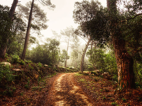 The Road Taken on Lagoa Azul on Penha Longa, Sintra Fog,Geotagged,Penha Longa,Portugal,Sintra