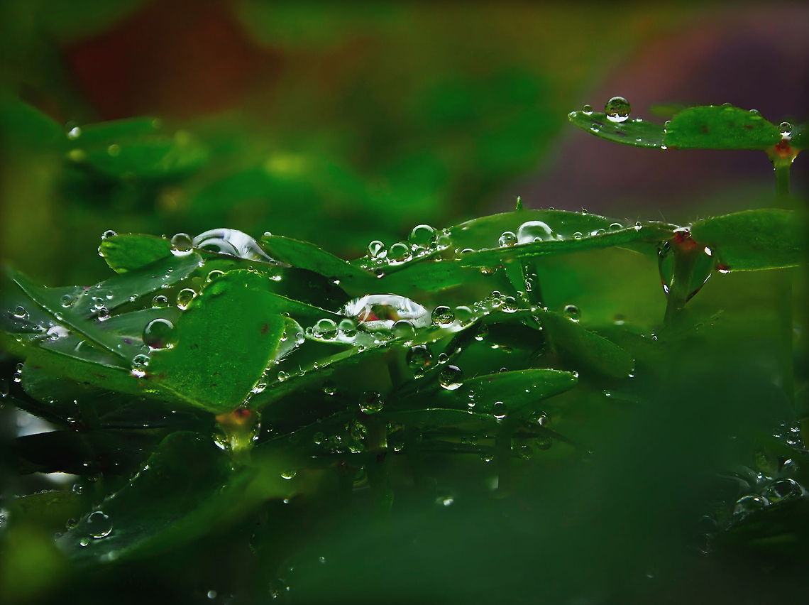 Waterdrops on Clovers  Geotagged,Portugal,Waterdrop,nature