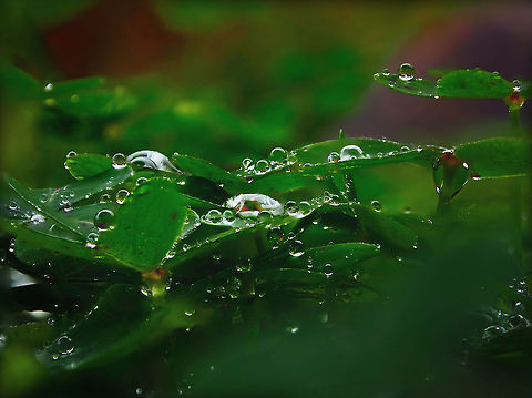 Waterdrops on Clovers  Geotagged,Portugal,Waterdrop,nature