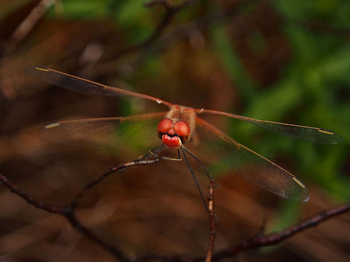 Red-Veined Darter (male) No crop<br />
<br />
This guy needs to shave, anyone has a razor? :) Geotagged,Portugal,Red-veined darter,Sympetrum fonscolombii