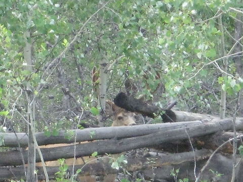 Mule Deer  Mule Deer,Odocoileus hemionus