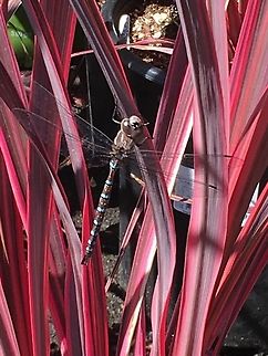 29690C59-3D13-4976-B929-A3AAFBDC54F0 Dragonfly I saw at a nursery!