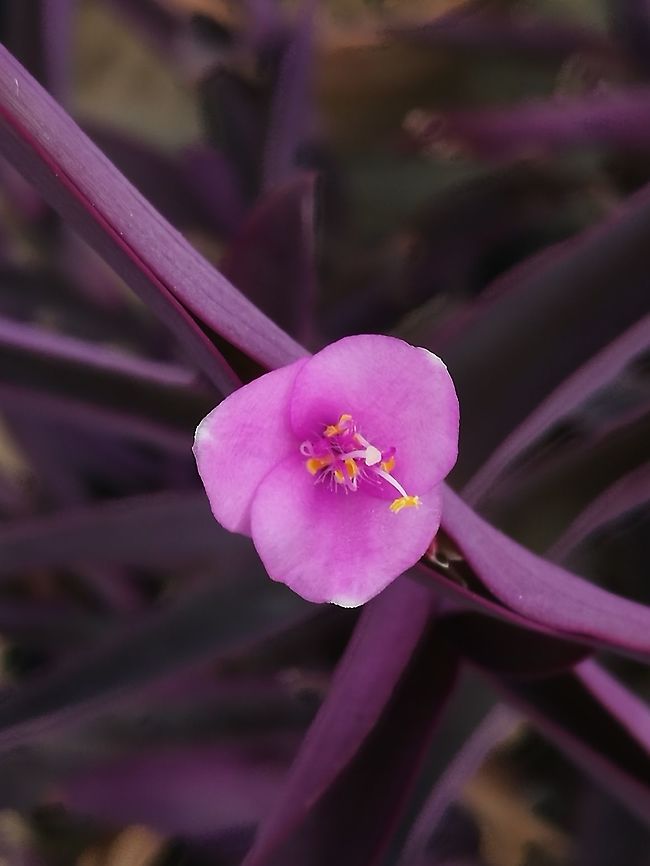 Tradescantia pallida Nei giardini famigliari italiani non manca come pianta di Buon augurio insieme a Tradescantia comune. La prima rappresenta la ricchezza e la seconda la miseria: devono esserci entrambe. #tradescantia,Purple Heart,Tradescantia pallida