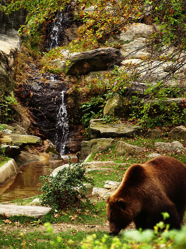A Bears Life Brown Bear Brown bear,Closeup,Ursus arctos,Waterfall,habitat,nature