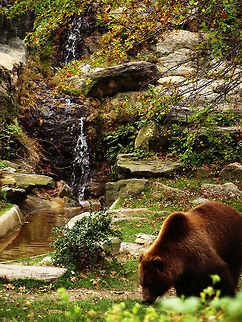A Bears Life Brown Bear Brown bear,Closeup,Ursus arctos,Waterfall,habitat,nature