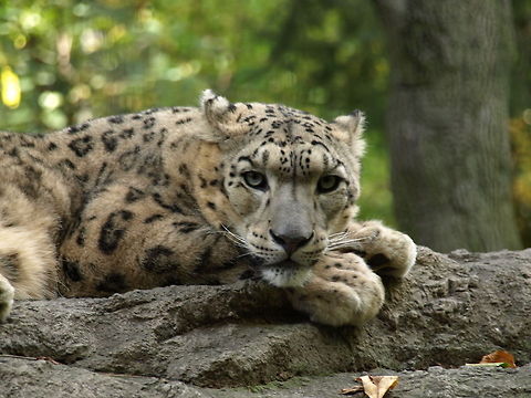 Leopard A content leopard Closeup,Leopard,Panthera pardus,Snow leopard,Uncia uncia,eye,nature,tree