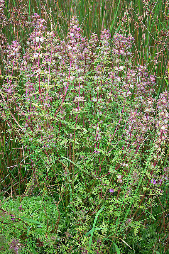 Pedicularis palustris (marsh lousewort) Pedicularis palustris photographed in its typical environment: a wet meadow. Flora,Geotagged,Marsh lousewort,Netherlands,Pedicularis palustris,Summer