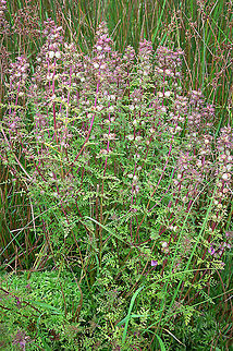 Pedicularis palustris (marsh lousewort) Pedicularis palustris photographed in its typical environment: a wet meadow. Flora,Geotagged,Marsh lousewort,Netherlands,Pedicularis palustris,Summer