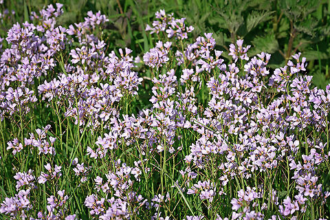 Cuckooflower (Cardamine pratensis) Cuckooflower - Cardamine pratensis Cardamine pratensis,Cuckooflower,Geotagged,Netherlands,Spring,flora