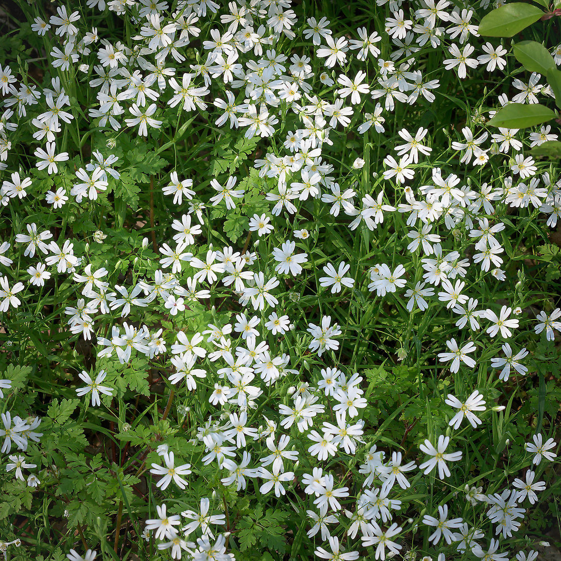 Greater Stitchwort (Stellaria holostea) A lot of Greater Stitchworth flowers blooming in the spring of 2021. Geotagged,Greater Stitchwort,Netherlands,Spring,Stellaria holostea,flora