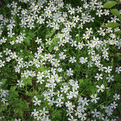 Greater Stitchwort