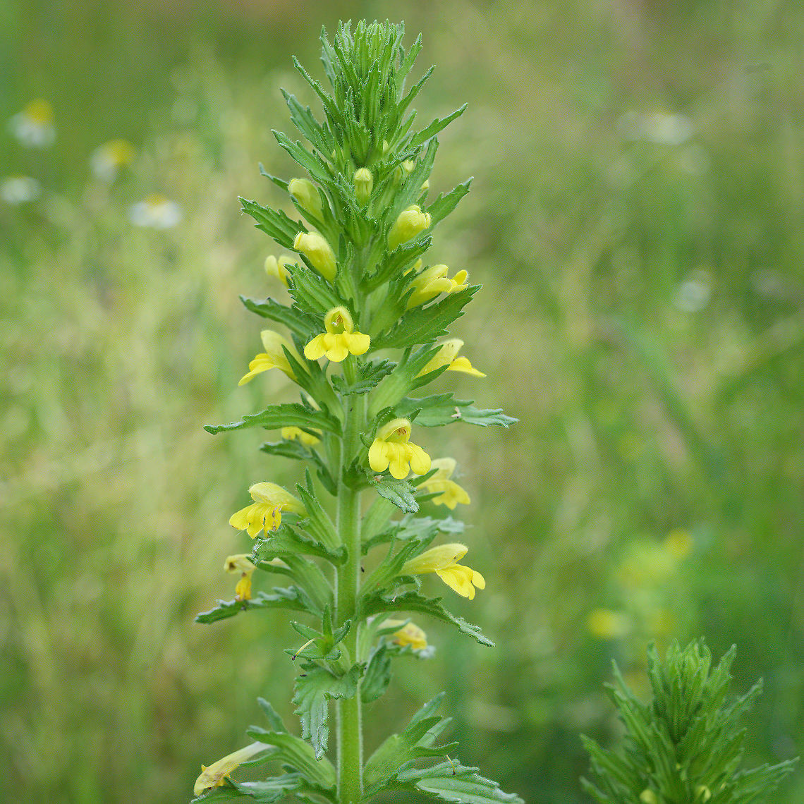 Yellow glandweed (Parentucellia viscosa) Yellow glandweed growing in a nutrient poor moist grassland.  Geotagged,Netherlands,Parentucellia viscosa,Summer,Yellow glandweed,flora
