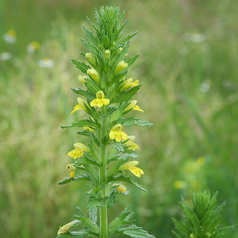 Yellow glandweed (Parentucellia viscosa) Yellow glandweed growing in a nutrient poor moist grassland. Geotagged,Netherlands,Parentucellia viscosa,Summer,Yellow glandweed,flora