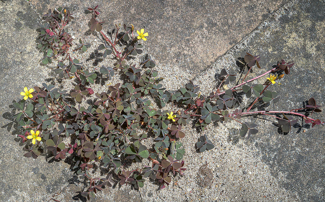 Creeping woodsorrel (Oxalis corniculata) The Creeping woodsorrel has become a common weed in the Netherlands during the last 40 years. <br />
A (very short) YouTube clip shows the number of observations from 1950 up till now.<br />
<section class="video"><iframe width="448" height="282" src="https://www.youtube-nocookie.com/embed/hdYY9-DU000?hd=1&autoplay=0&rel=0" frameborder="0" allowfullscreen></iframe></section> Creeping woodsorrel,Geotagged,LensTagger,Netherlands,Oxalis corniculata,Spring,flora