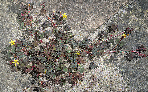 Creeping woodsorrel (Oxalis corniculata) The Creeping woodsorrel has become a common weed in the Netherlands during the last 40 years. 
A (very short) YouTube clip shows the number of observations from 1950 up till now.
https://www.youtube.com/watch?v=hdYY9-DU000 Creeping woodsorrel,Geotagged,LensTagger,Netherlands,Oxalis corniculata,Spring,flora
