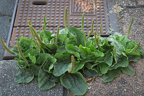 Broadleaf plantain (Plantago major) Very common weed in the Netherlands Geotagged,LensTagger,Netherlands,Plantago major,Summer,flora,plantago major,urban