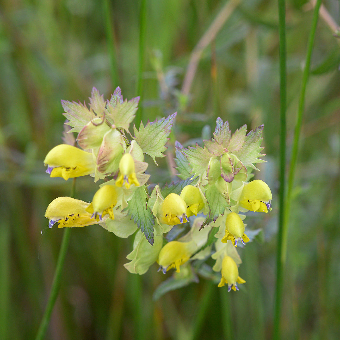Greater Yellow-rattle (Rhinanthus angustifolius) The inflorescence of the Greater Yellow-rattle. Geotagged,LensTagger,Netherlands,Rhinanthus angustifolius,Summer,flora