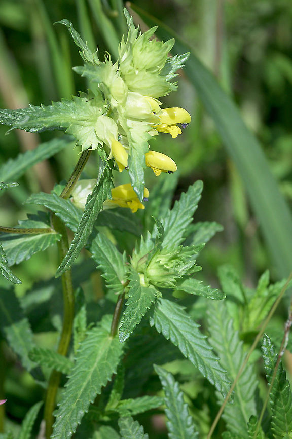 Greater Yellow-rattle (Rhinanthus angustifolius) Inflorescences of the Greater Yellow-rattle. Geotagged,Netherlands,Rhinanthus angustifolius,Spring,flora