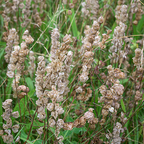 Greater Yellow-rattle (Rhinanthus angustifolius) The desiccated inflorescence's of the Greater Yellow-rattle that contain the capsules with the seeds. Geotagged,Netherlands,Rhinanthus angustifolius,Summer,flora,veenland