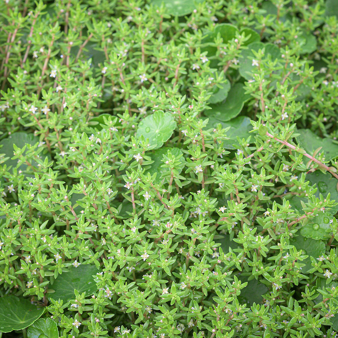 Swamp stonecrop (Crassula helmsii) The swamp stonecrop is considered an invasive species in the Netherlands (as in a number of other countries). The first observation was in the Netherlands was in 1995. Control of watercrassula is deemed necessary: ​​every 10% increase in watercrassula results in a 5% decrease in native vegetation and has also been shown to have a negative impact on native zooplankton and fauna.<br />
(source: <a href="https://www.naturetoday.com/intl/nl/nature-reports/message/?msg=23106" rel="nofollow">https://www.naturetoday.com/intl/nl/nature-reports/message/?msg=23106</a> - Dutch) Crassula helmsii,Geotagged,Netherlands,Summer,Swamp stonecrop,flora
