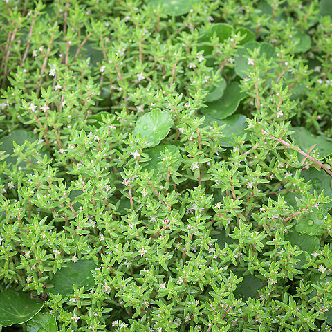 Swamp stonecrop (Crassula helmsii) The swamp stonecrop is considered an invasive species in the Netherlands (as in a number of other countries). The first observation was in the Netherlands was in 1995. Control of watercrassula is deemed necessary: ​​every 10% increase in watercrassula results in a 5% decrease in native vegetation and has also been shown to have a negative impact on native zooplankton and fauna.
(source: https://www.naturetoday.com/intl/nl/nature-reports/message/?msg=23106 - Dutch) Crassula helmsii,Geotagged,Netherlands,Summer,Swamp stonecrop,flora