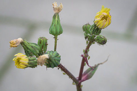 Common sowthistle (Sonchus oleraceus) The common sowthistle is indeed very common in urban environments in the Netherlands. Common sowthistle,Fall,Geotagged,Netherlands,Sonchus oleraceus,flora,urban