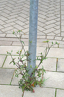 Common sowthistle (Sonchus oleraceus) The common sowthistle is indeed very common in urban environments in the Netherlands. Common sowthistle,Fall,Geotagged,Netherlands,Sonchus oleraceus,flora,urban