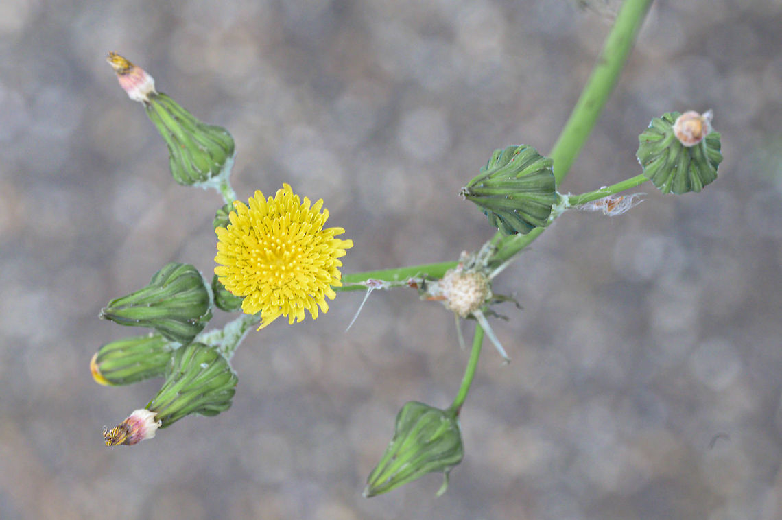 Common sowthistle (Sonchus oleraceus) The common sowthistle is indeed very common in urban environments in the Netherlands. Common sowthistle,Fall,Geotagged,Netherlands,Sonchus oleraceus,flora,urban