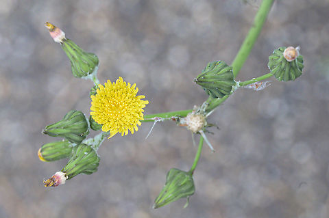 Common sowthistle (Sonchus oleraceus) The common sowthistle is indeed very common in urban environments in the Netherlands. Common sowthistle,Fall,Geotagged,Netherlands,Sonchus oleraceus,flora,urban