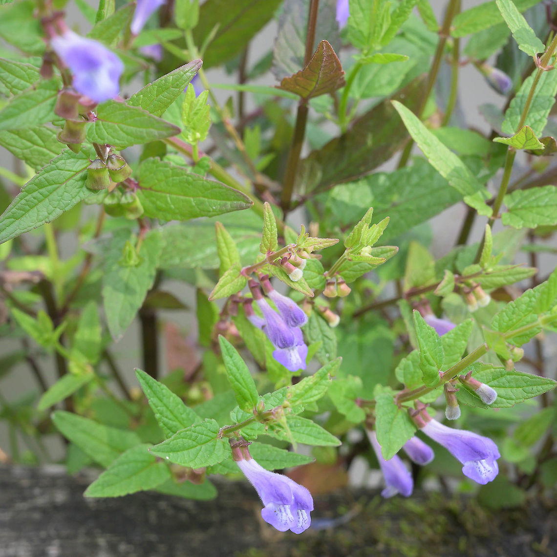 Marsh Skullcap (Scutellaria galericulata) This marsh skullcap (Scutellaria galericulata) is growing alongside a moat. Geotagged,Marsh Skullcap,Netherlands,Scutellaria galericulata,Summer,flora,vaassen