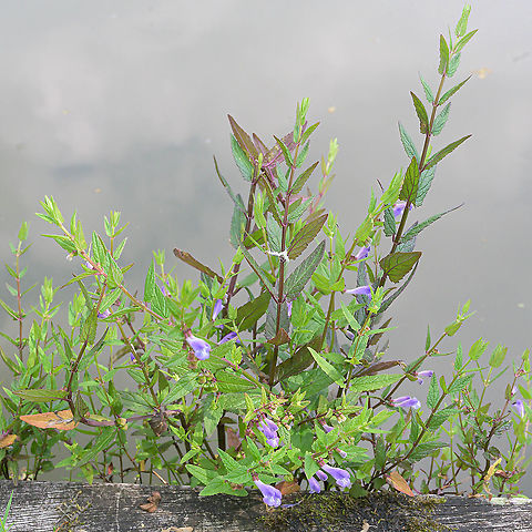 Marsh Skullcap (Scutellaria galericulata) This marsh skullcap (Scutellaria galericulata) is growing alongside a moat.  Geotagged,Marsh Skullcap,Netherlands,Scutellaria galericulata,Summer,flora,vaassen
