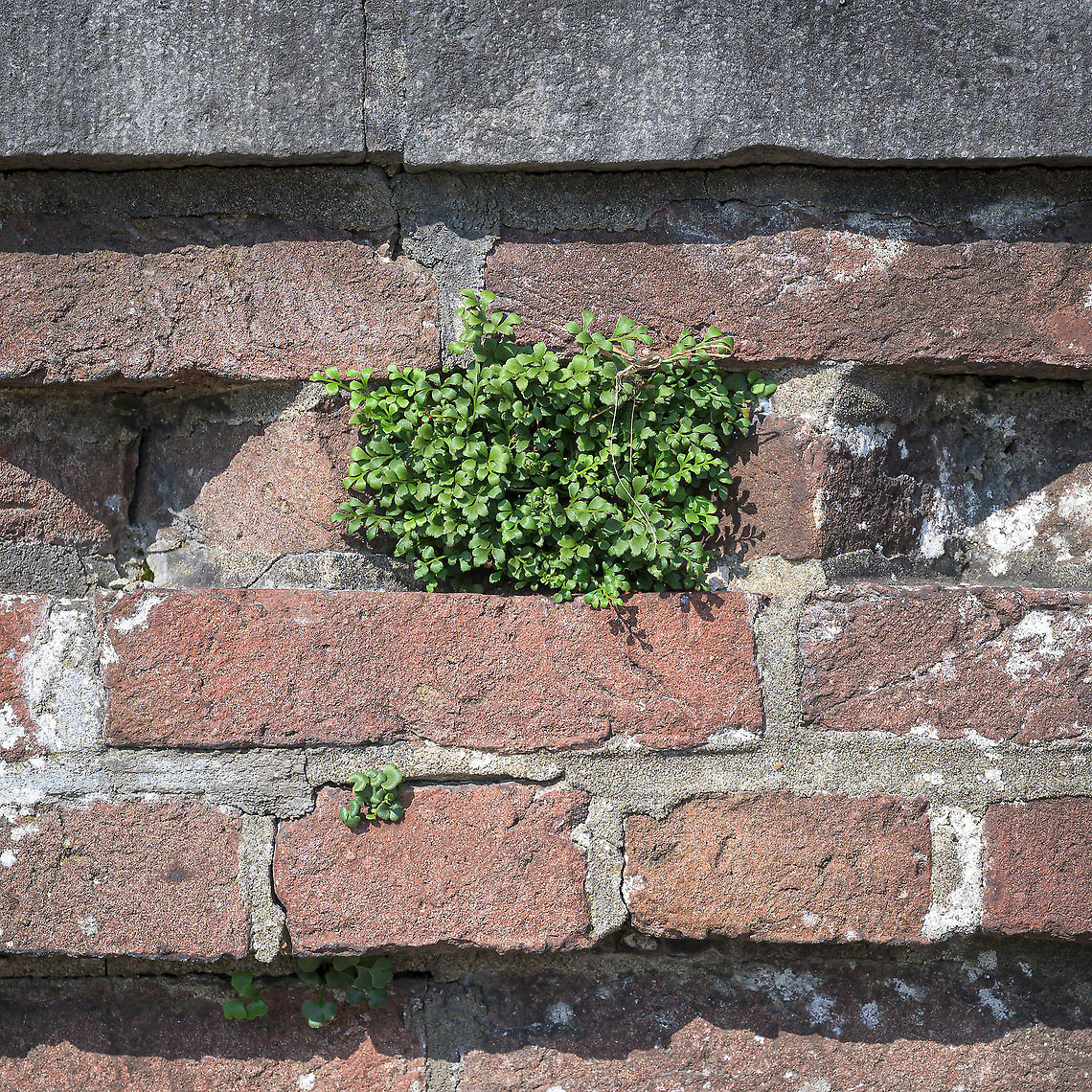 Wall rue (Asplenium ruta-muraria) Wall rue in its typical habitat: an old wall Asplenium ruta-muraria,Geotagged,Netherlands,Summer,Wall rue,flora,urban