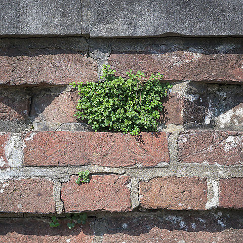 Wall rue (Asplenium ruta-muraria) Wall rue in its typical habitat: an old wall Asplenium ruta-muraria,Geotagged,Netherlands,Summer,Wall rue,flora,urban
